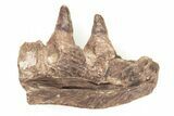 Fossil Mosasaur (Platecarpus) Jaw Section with Teeth - Kansas #197370-1